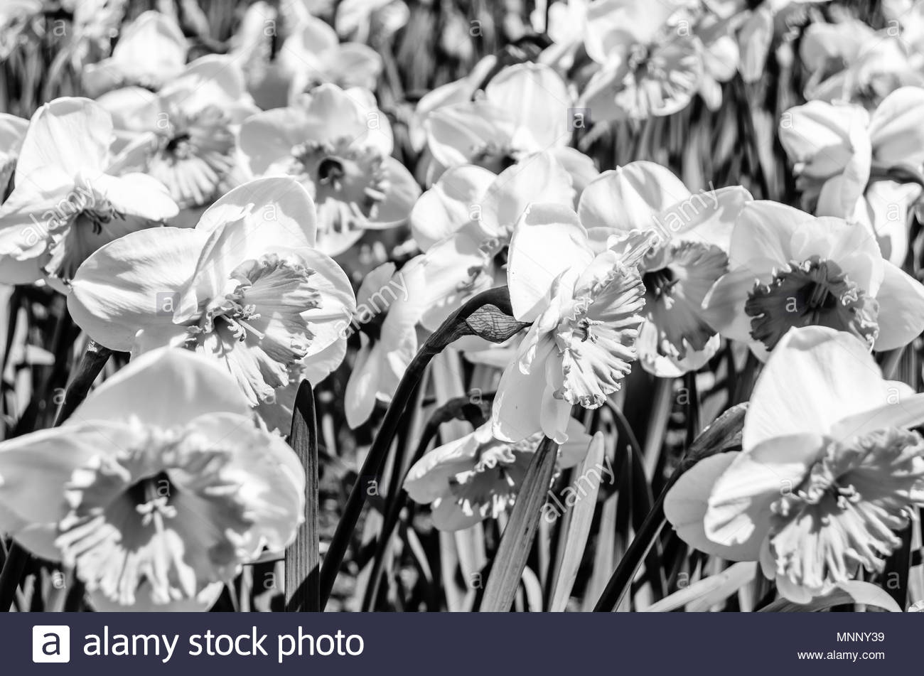 Daffodil Black and White Stock Photos & Images Alamy