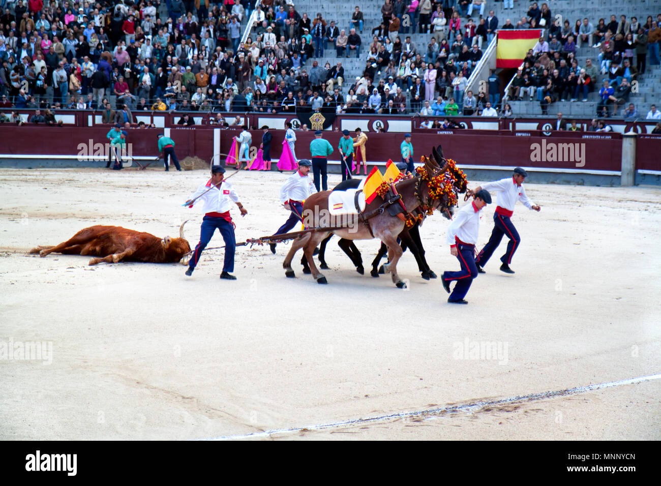 Bull fight dead hi-res stock photography and images - Alamy