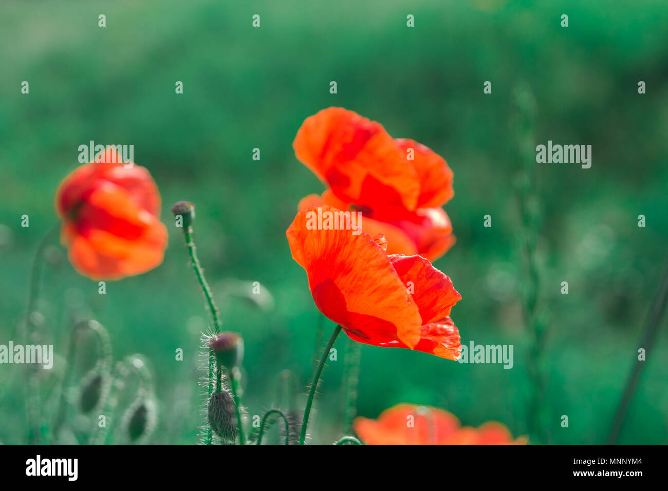 Close up poppies poppy flower hi-res stock photography and images - Alamy