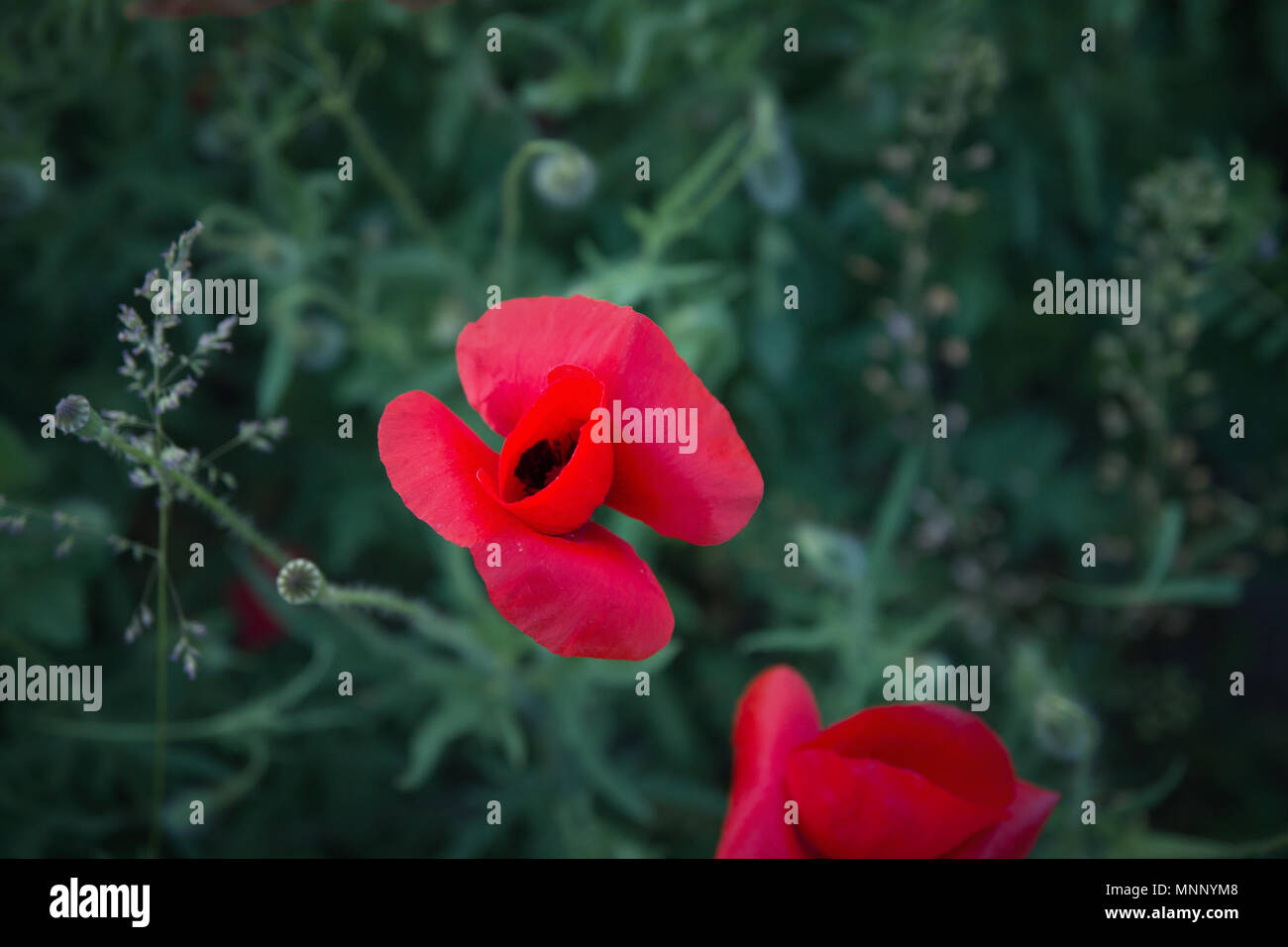 wild poppies flowers on meadow Stock Photo - Alamy
