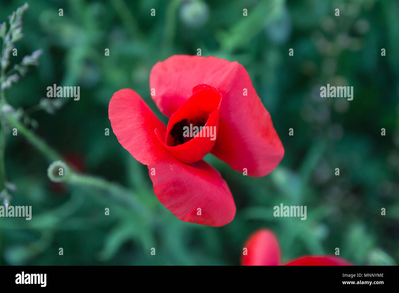 Meadow poppies wild flowers hi-res stock photography and images - Alamy