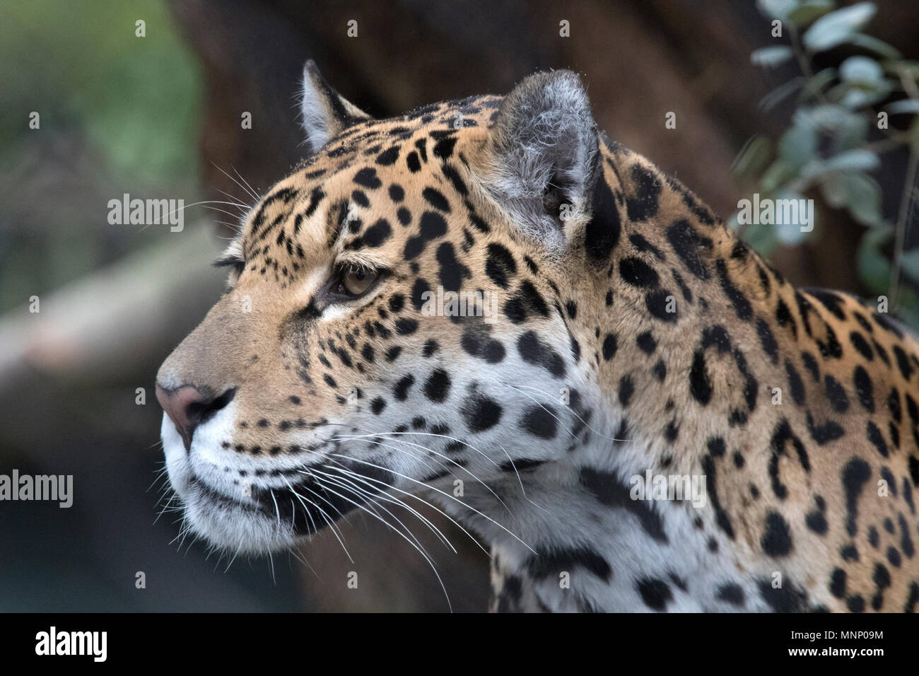 Jaguar predator picture Stock Photo Alamy