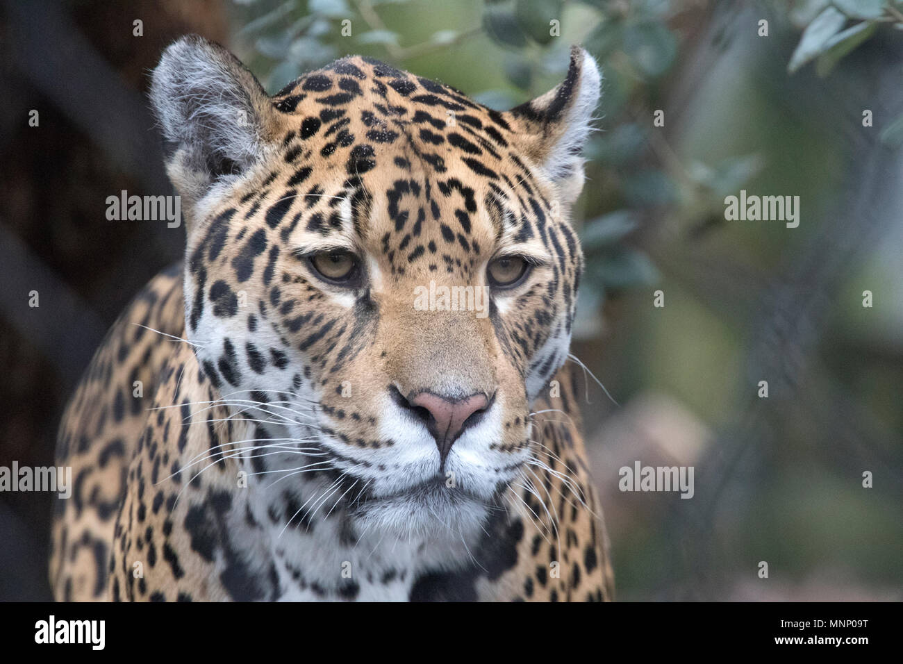 Headshot of a jaguar predator with beautiful camouflage colors ...