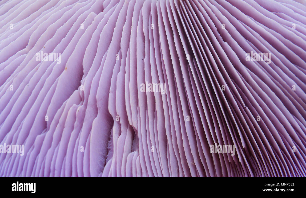 clitocybe nuda mushroom, closeup of the gills Stock Photo