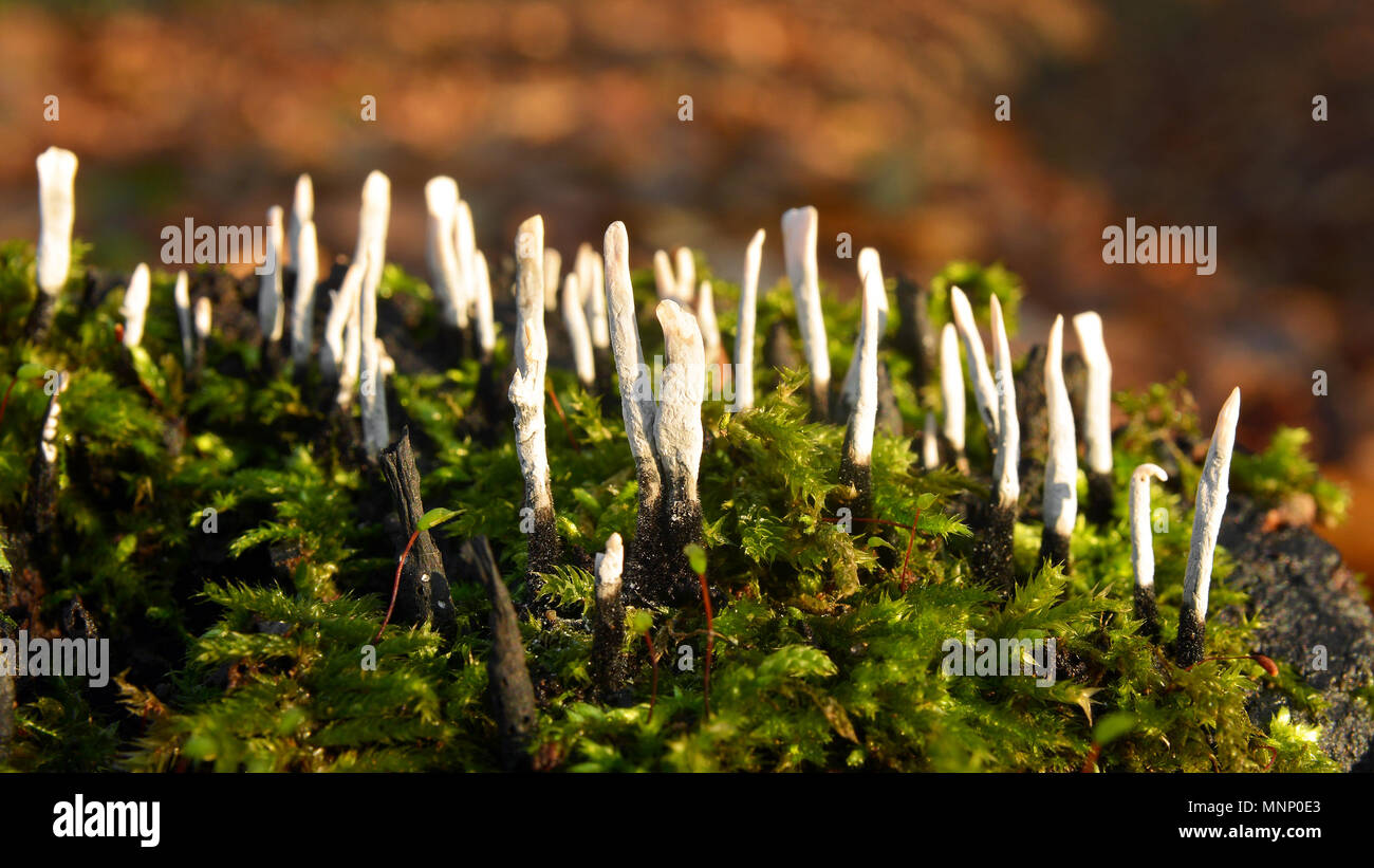 Xylaria hypoxylon fungus on a tree stump Stock Photo