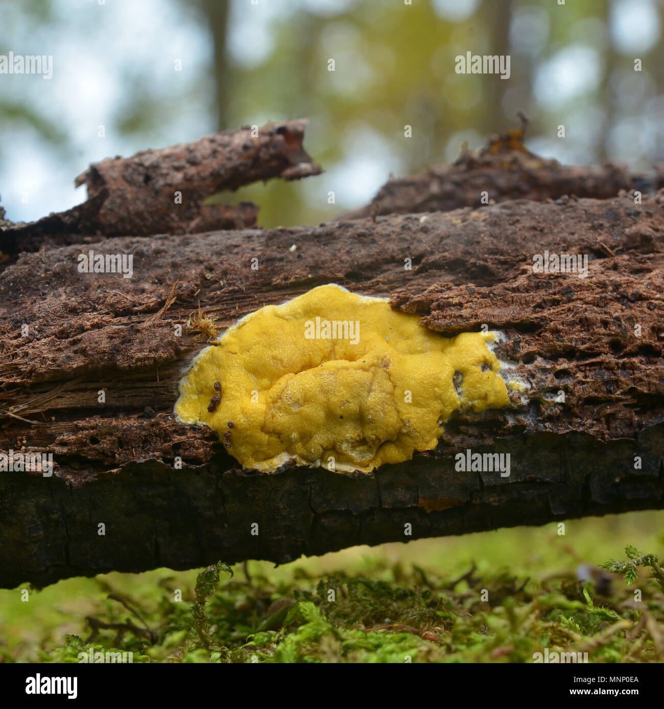 hypocrea sulphurea fungus on oak branch Stock Photo