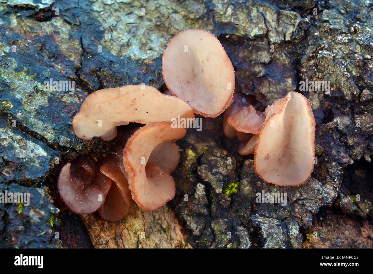 Ascocoryne cylichnium fungus on tree log Stock Photo