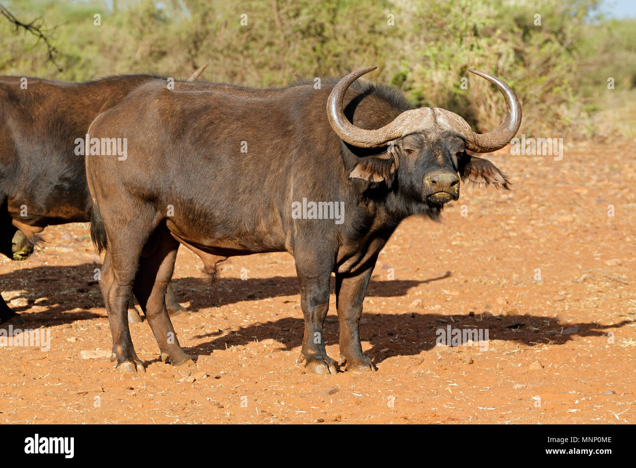 Large male African or Cape buffalo (Syncerus caffer), South Africa Stock Photo