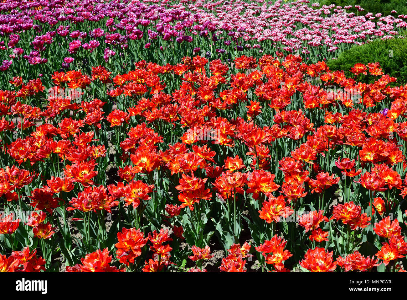 Large flower bed with pink and red tulips terry Stock Photo
