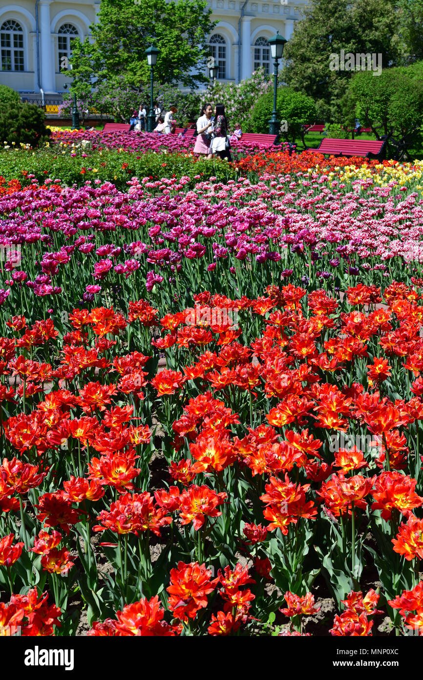 Moscow, Russia - May 12. 2018. large flowerbed with tulips in Alexander Garden Stock Photo