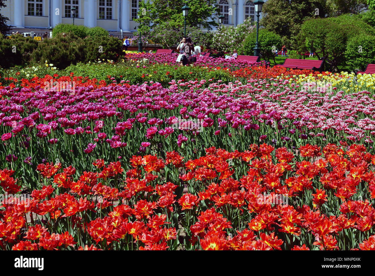 Moscow, Russia - May 12. 2018. large flowerbed with tulips in Alexander Garden Stock Photo