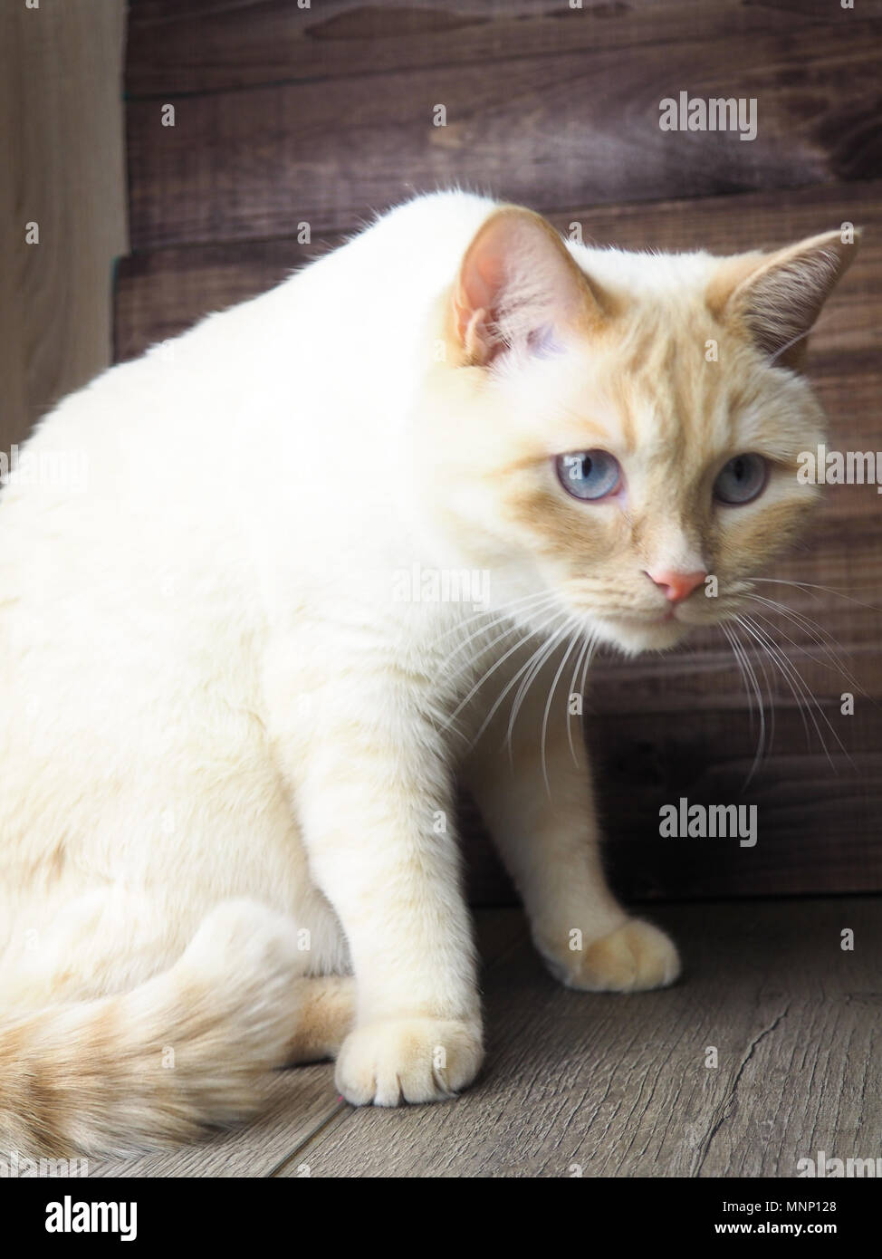 adult white cat with blue eyes playing on wooden background, paws, muzzle, tail Stock Photo