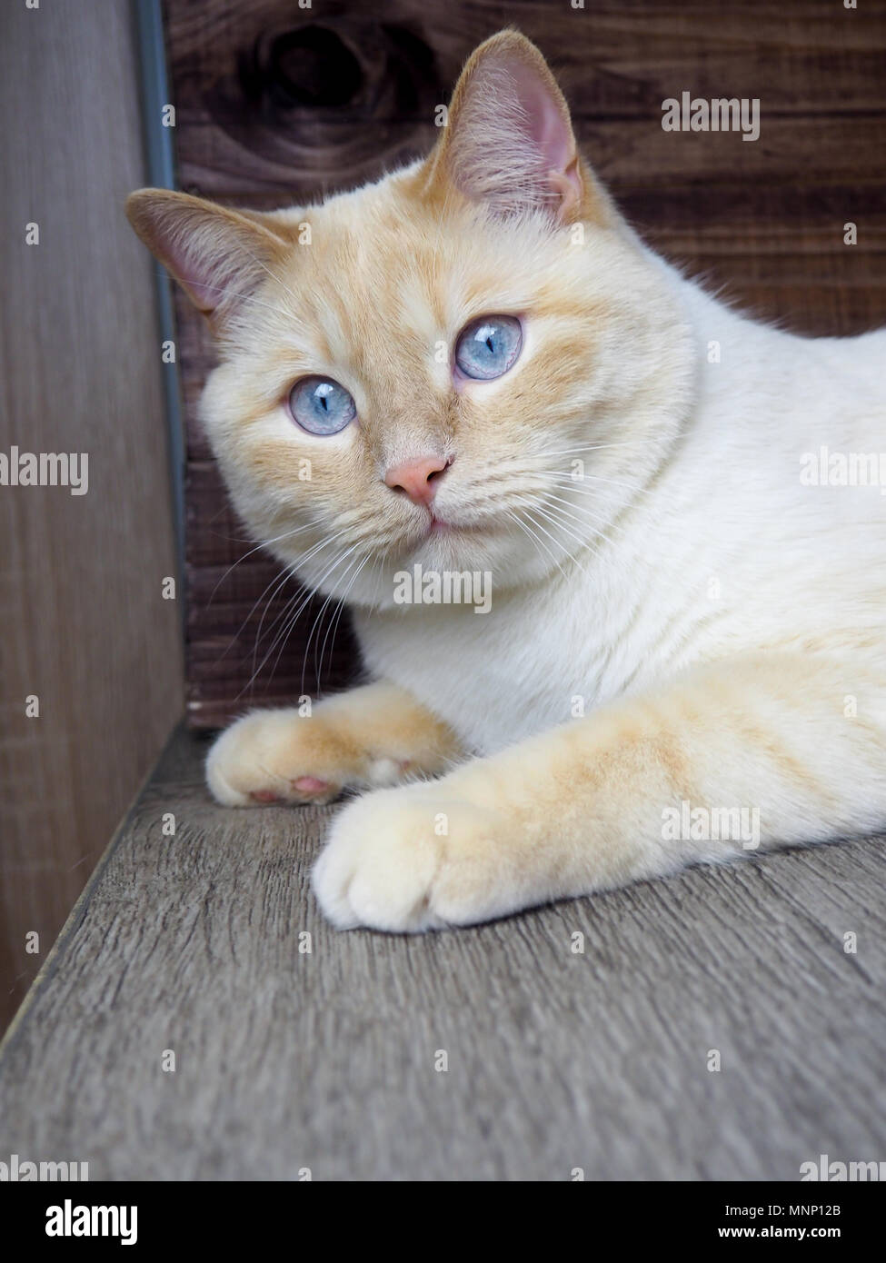 adult white cat with blue eyes playing on wooden background, paws, muzzle, tail Stock Photo