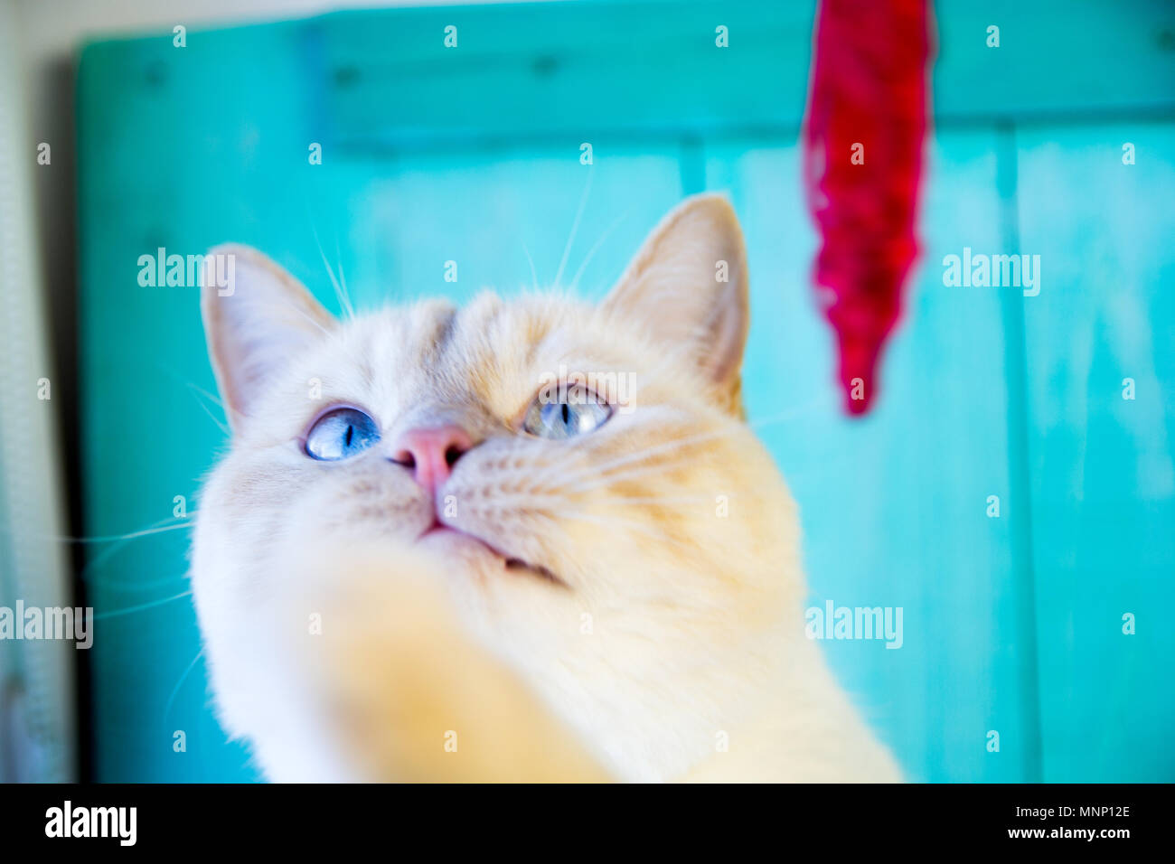 curious white cat with very vivid facial expressions of sadness, fun, funny, sad, with blue eyes playing with a red heart Stock Photo