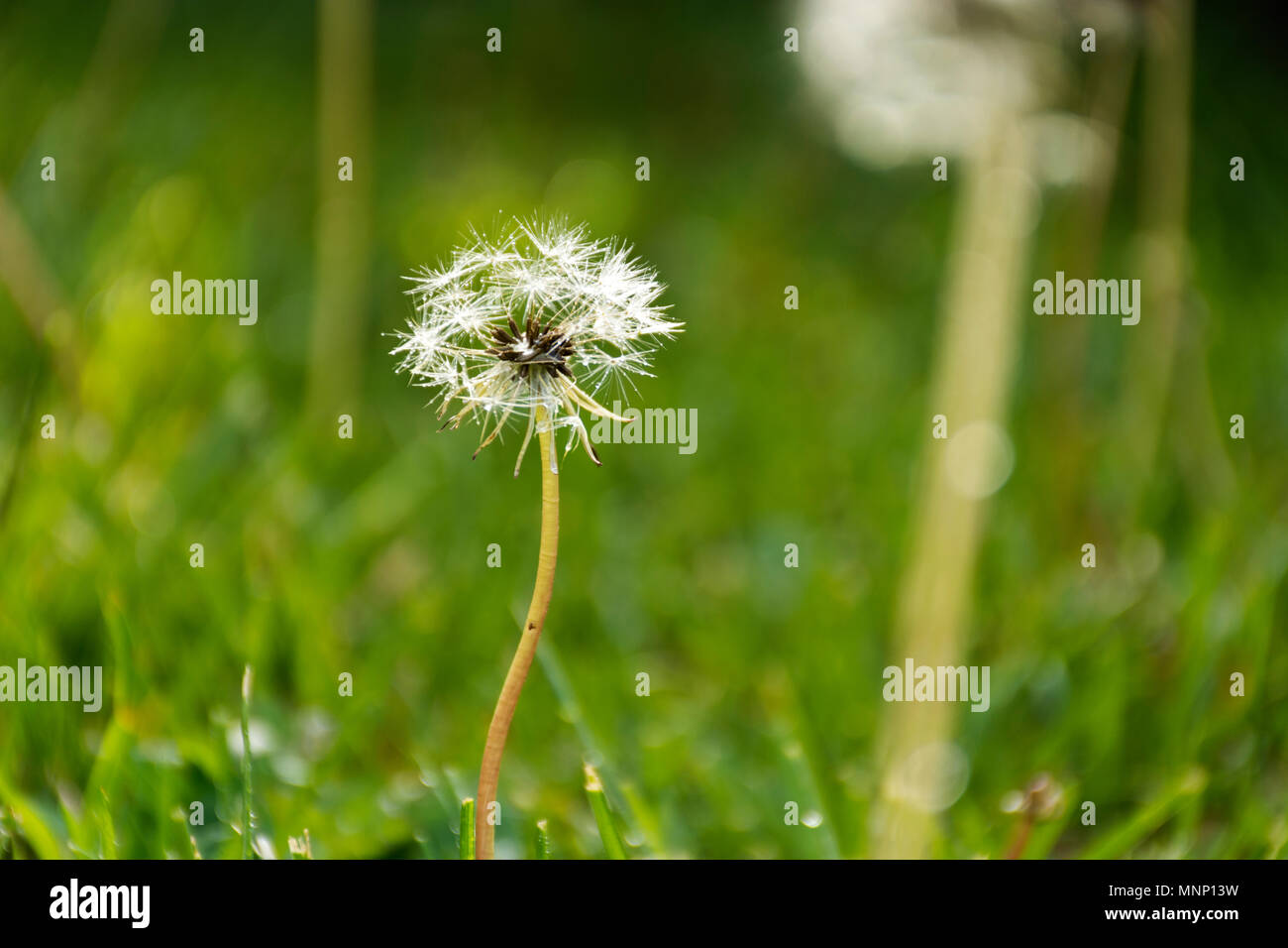 Dandelion with backlight in the garden. Green natural background Stock Photo