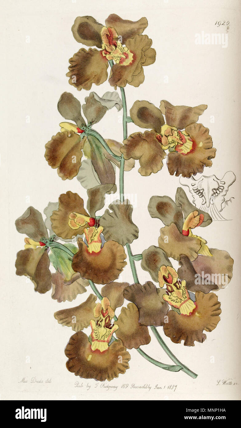 . Oncidium crispum . 1837. Miss Drake (1803-1857) del., J. Watts sc. 942 Oncidium crispum - Edwards vol 23 pl 1920 (1837) Stock Photo