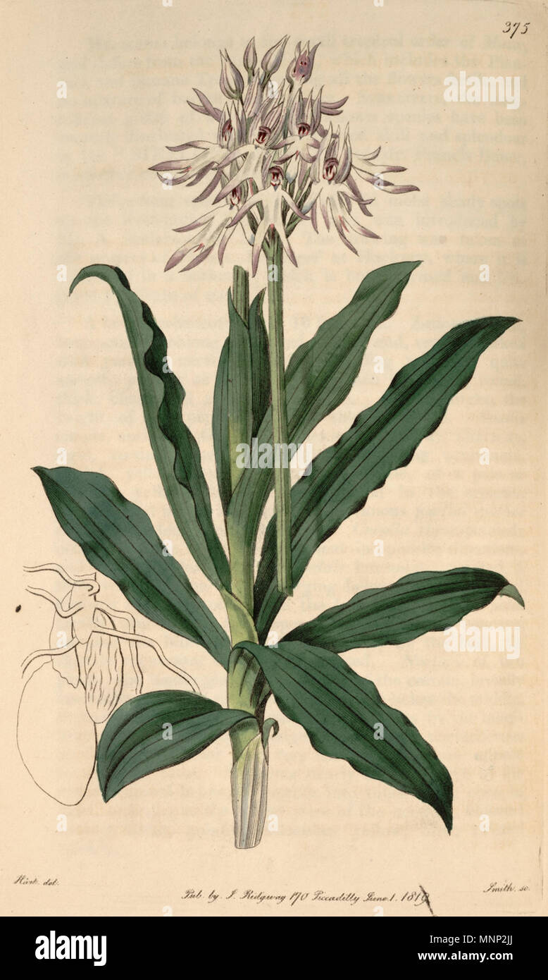 . Illustration of Orchis simia (as syn. Orchis tephrosanthos Vill.) . 1819. Designer:M. Hart - Engraver: Smith 946 Orchis simia (as Orchis tephrosanthos) - Bot. Reg. 5 pl.375 (1819) Stock Photo