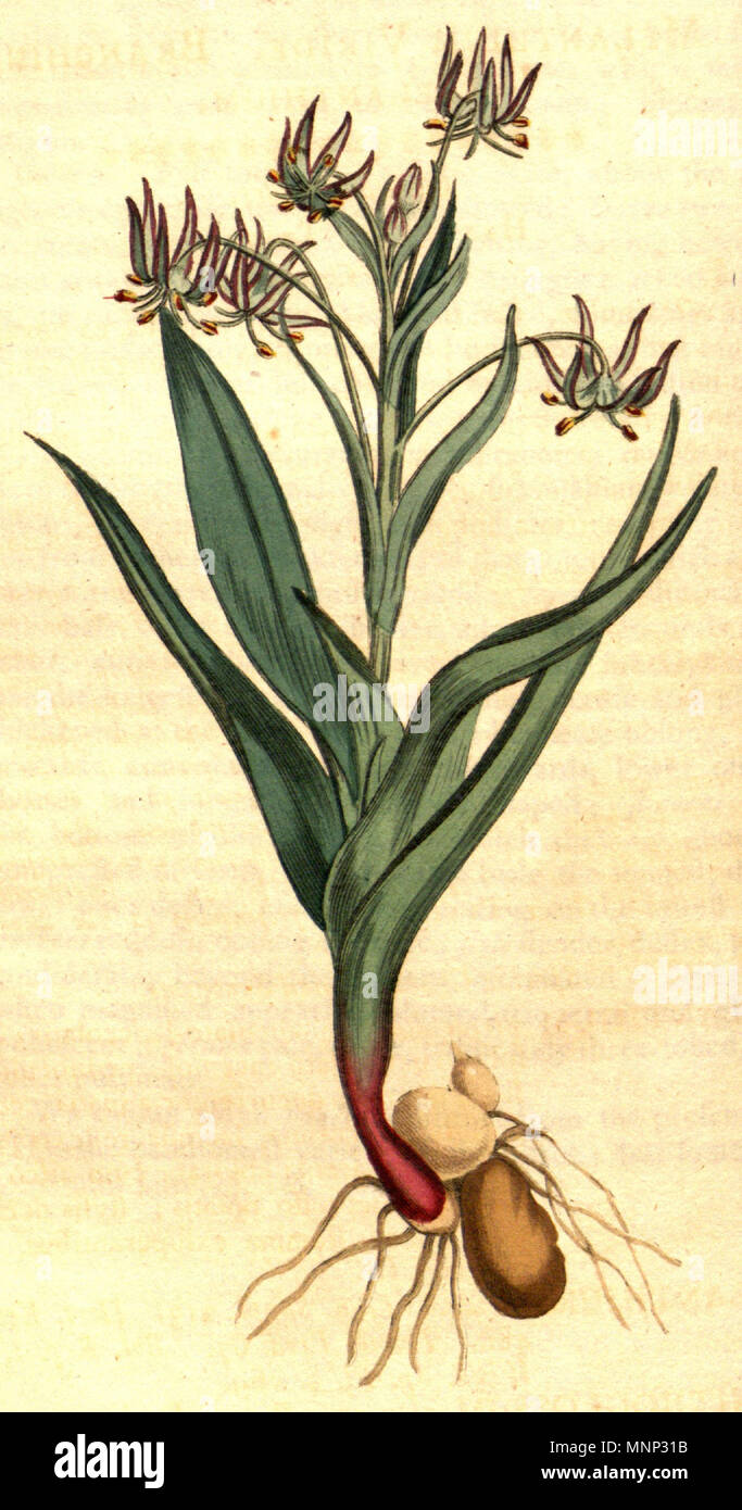 . English: Ornithoglossum viride . 1807. Sydenham Edwards (d. 1819) 947 Ornithoglossum viride cbm Stock Photo