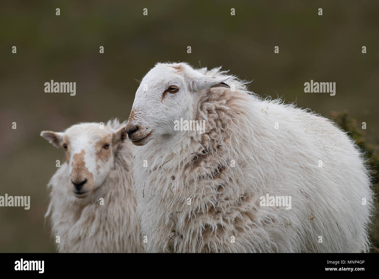A close up portrait of a sheep with a shaggy woolly coat and another slightly behind out of full focus staring left Stock Photo