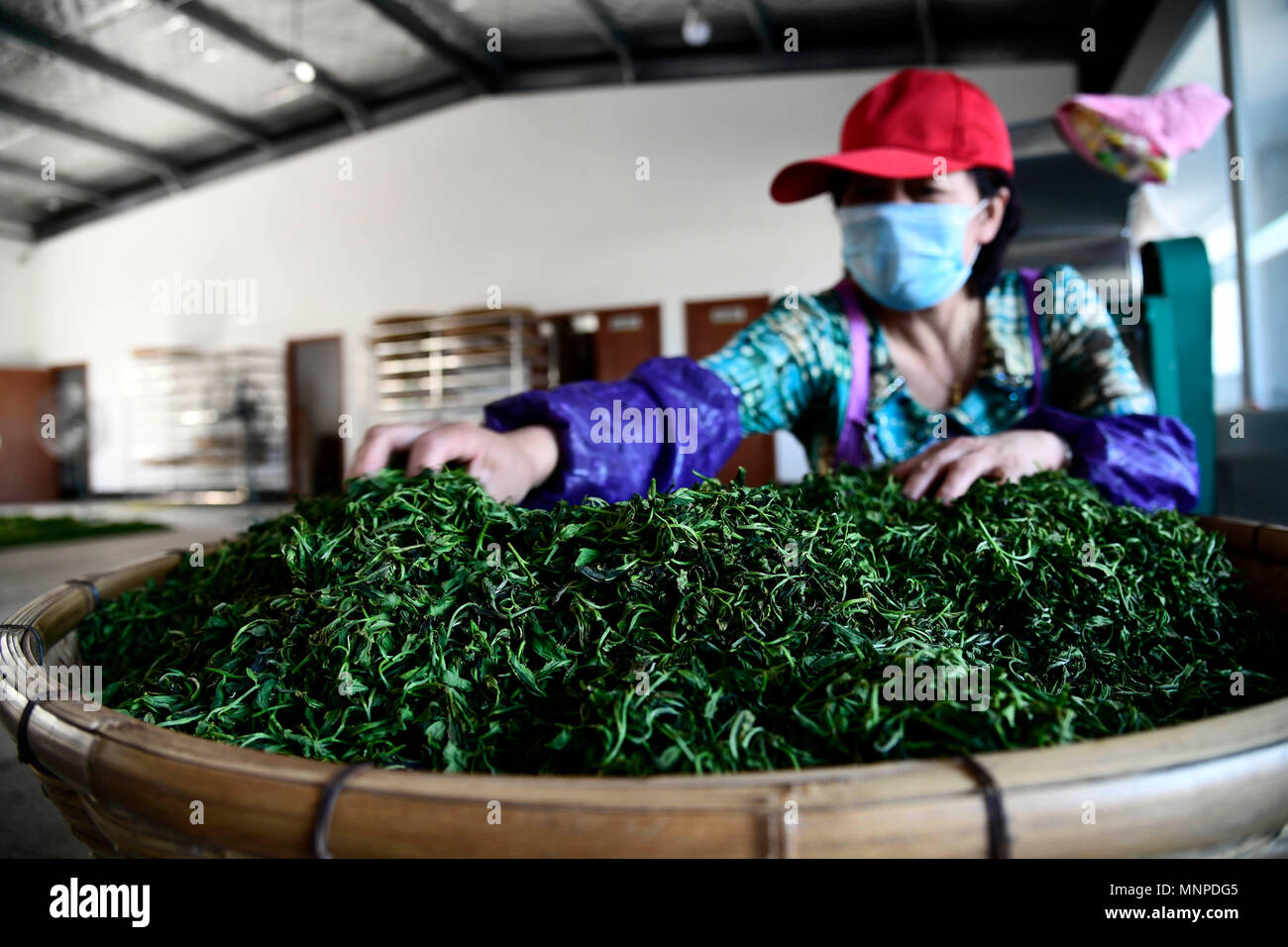 Qingdao, China's Shandong Province. 19th May, 2018. A farmer processes tea at an agricultural company in Laoshan District of Qingdao, east China's Shandong Province, May 19, 2018. Credit: Guo Xulei/Xinhua/Alamy Live News Stock Photo