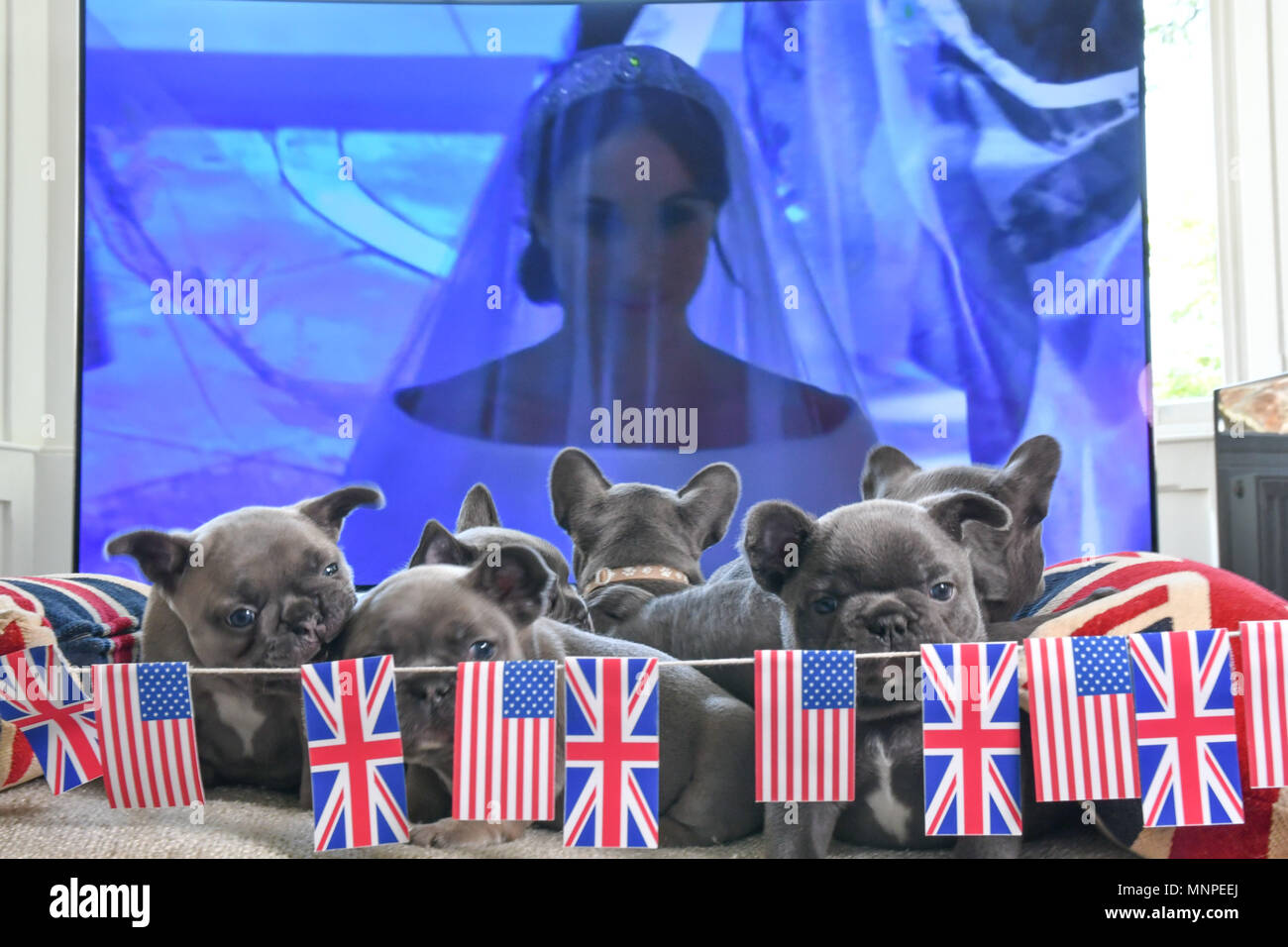 Newlyn, Cornwall, UK. 19th May 2018. A litter of 8, 6 week old French bulldog pups watching the royal Wedding at their home this afternoon. Credit: Simon Maycock/Alamy Live News Stock Photo