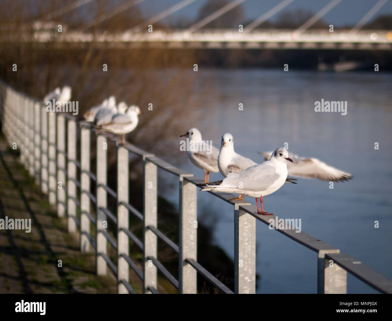 Birds in Nantes Stock Photo