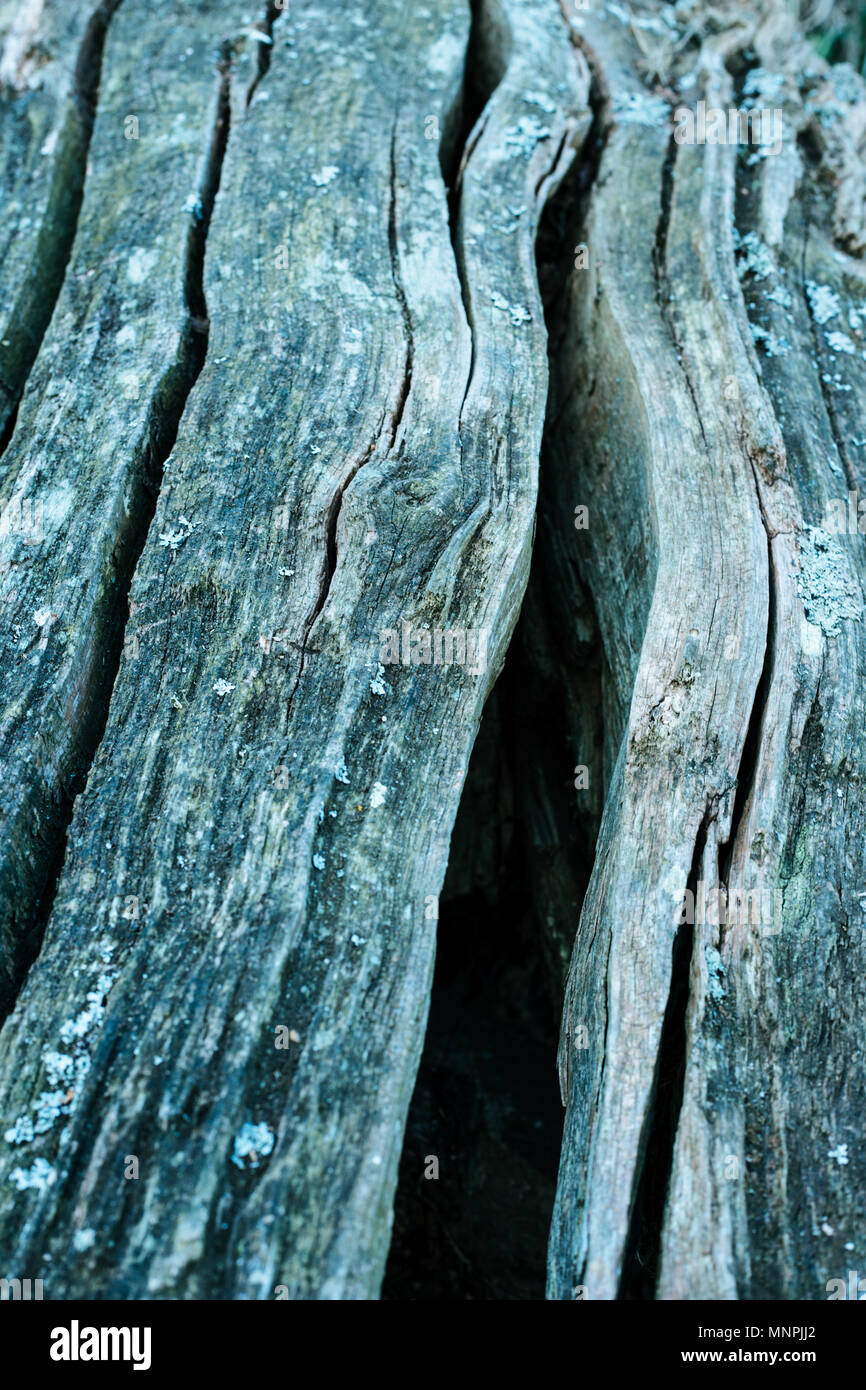 closeup photo of a wooden log with a unique texture Stock Photo - Alamy
