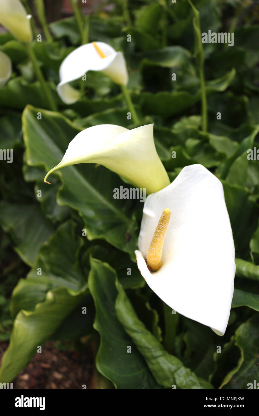 White Calla Lilies Growing in a Garden Stock Photo Alamy