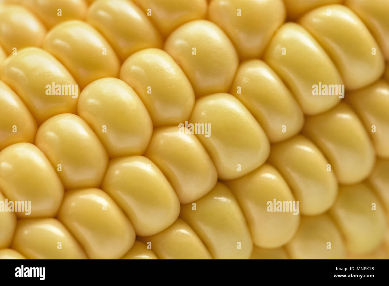 Corn kernels closeup. Ear of corn background Stock Photo Alamy