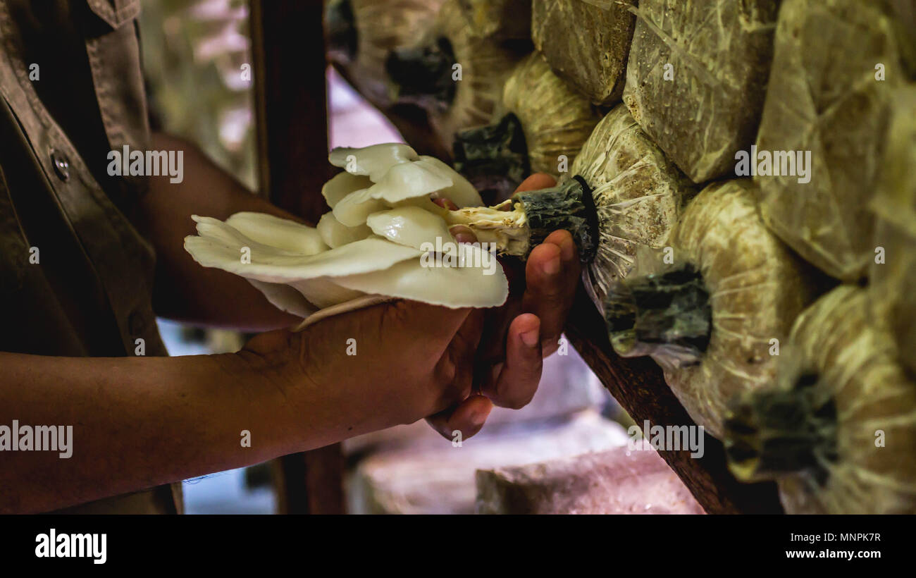 oyster mushroom farming, harvesting time Stock Photo Alamy
