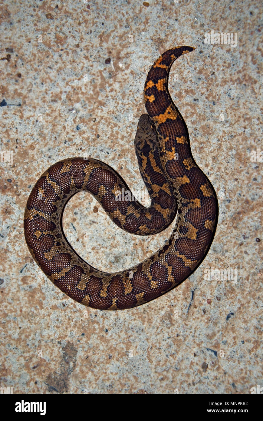 Gongylophis conicus or russells boa snake at night Stock Photo Alamy