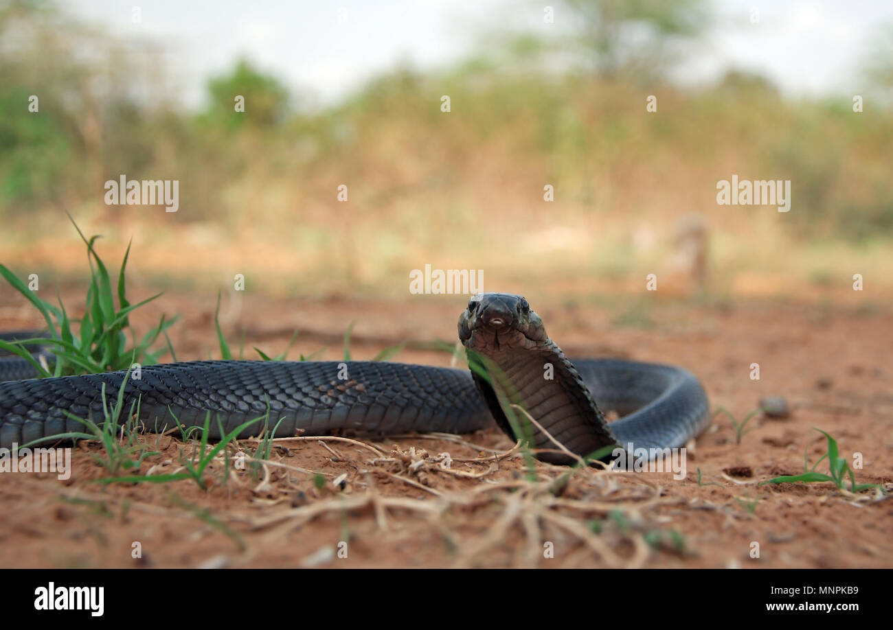 indian spectacled cobra naja naja in farm Stock Photo - Alamy