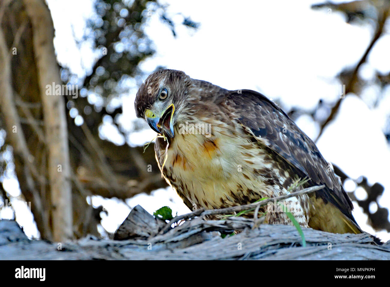 Cooper's Hawk Devouring a Giant Rodent Stock Photo