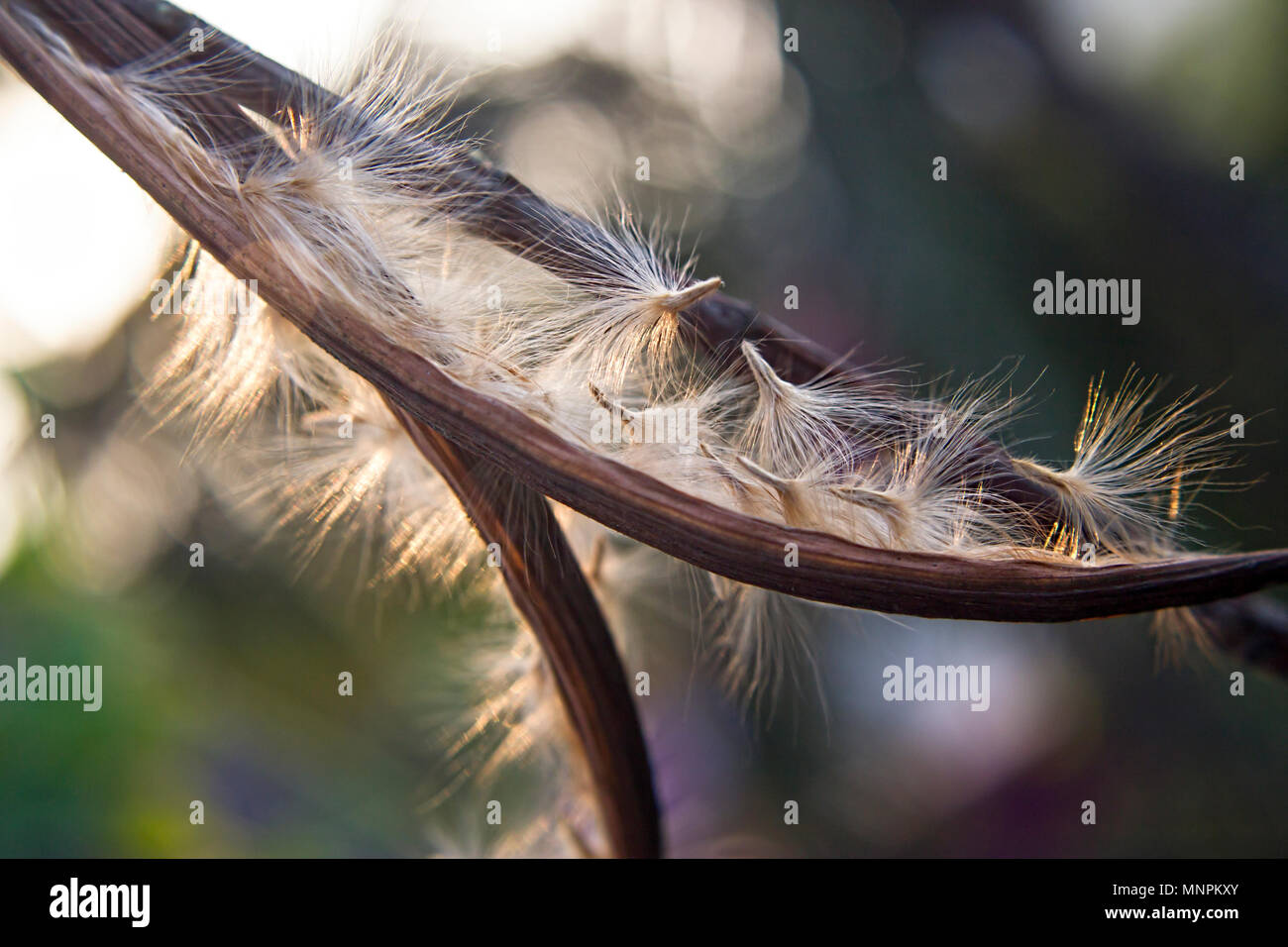 Close up Of Adenium plant Called As Desert Rose Seeds And Blowing Air With  Green Background Stock Photo - Alamy