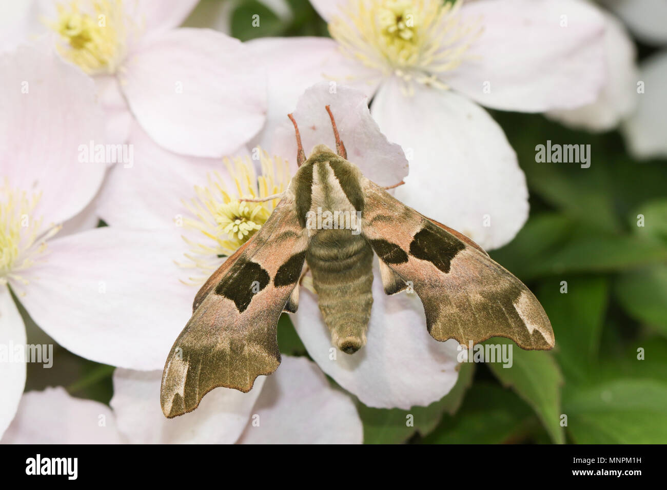 A beautiful Lime Hawk-moth (Mimas tiliae) perching on clematis flowers. Stock Photo