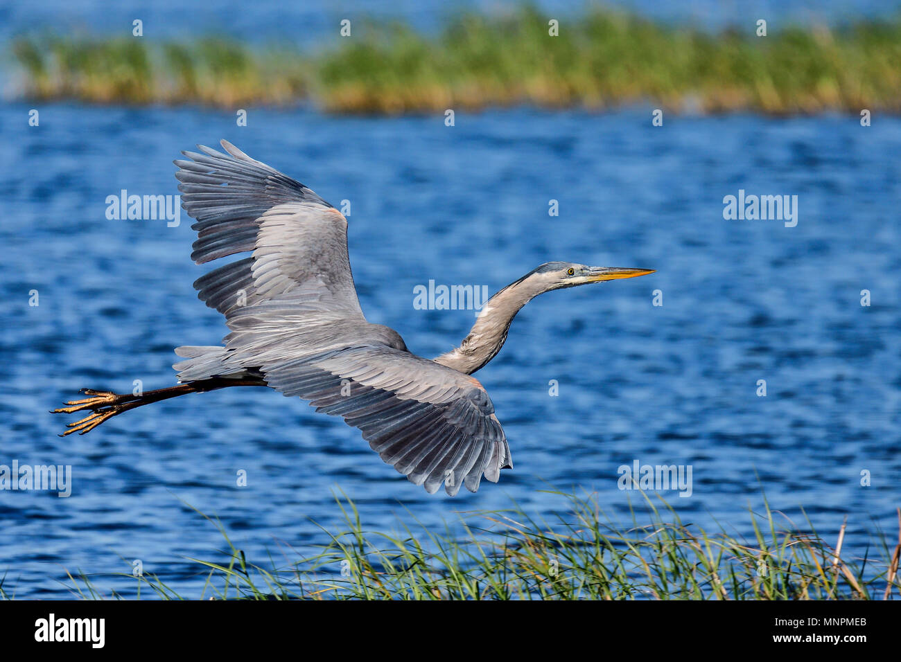 Great Blue Heron gliding over water. Stock Photo
