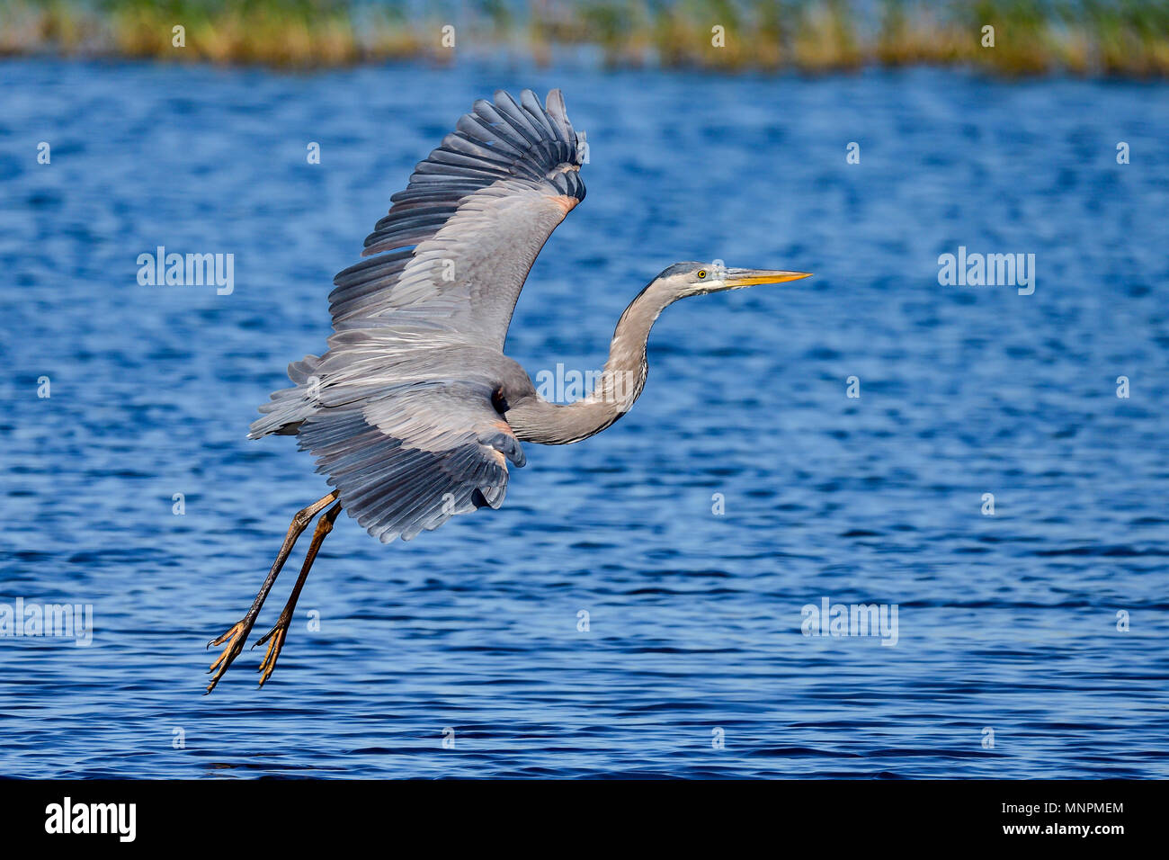 Great Blue Heron landing softly Stock Photo Alamy