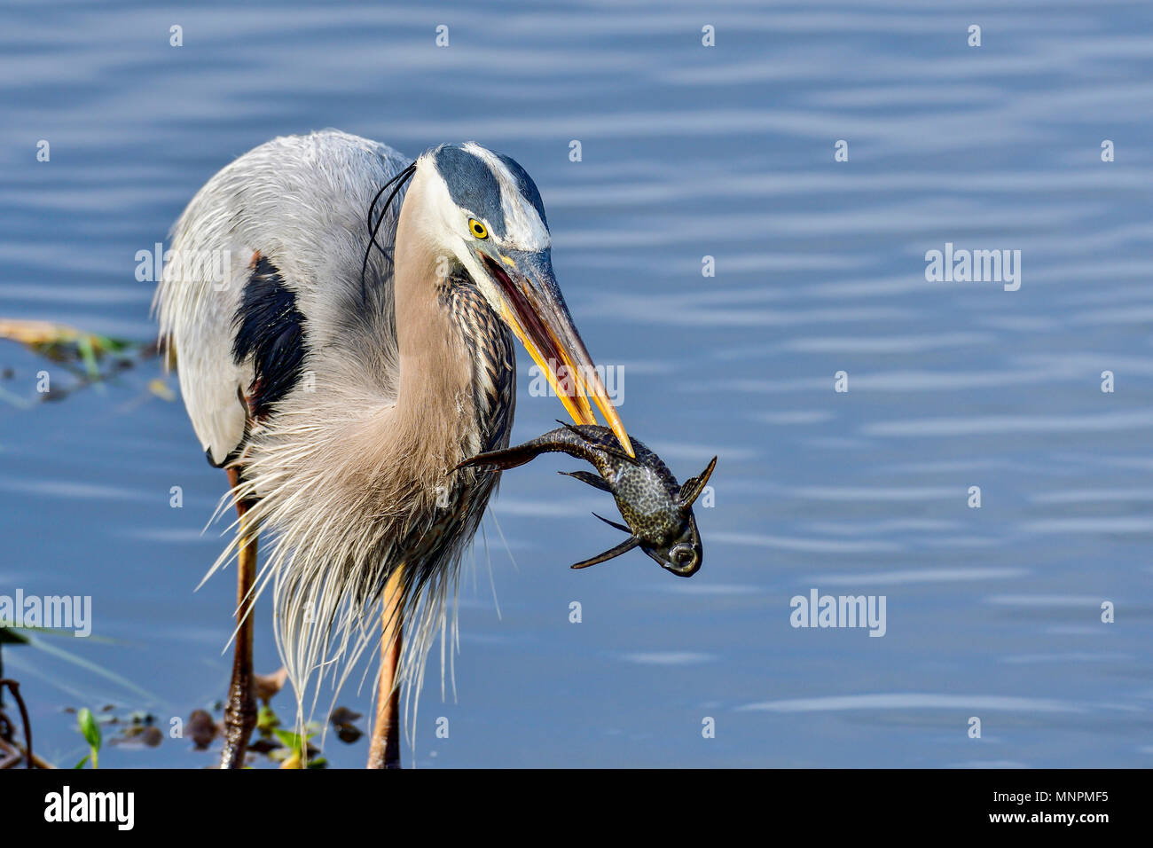 Great Blue Heron with first catch of the day. Stock Photo