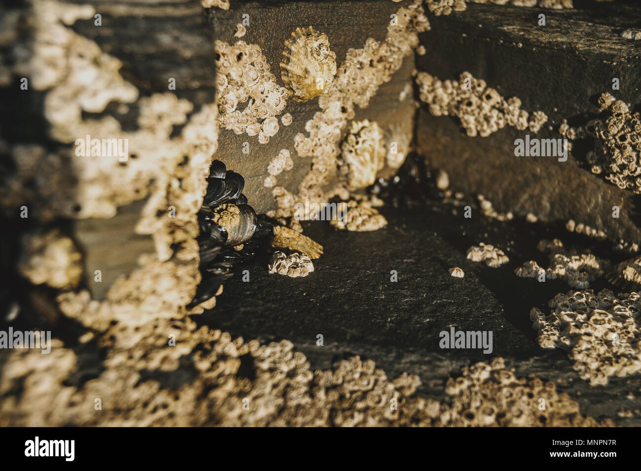 Barnacles on the stones of the beach of Las Catedrales, Lugo, Spain Stock Photo