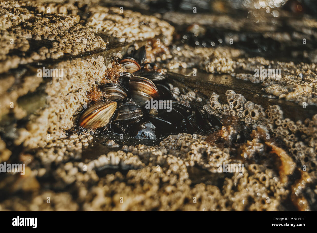 Barnacles on the stones of the beach of Las Catedrales, Lugo, Spain Stock Photo