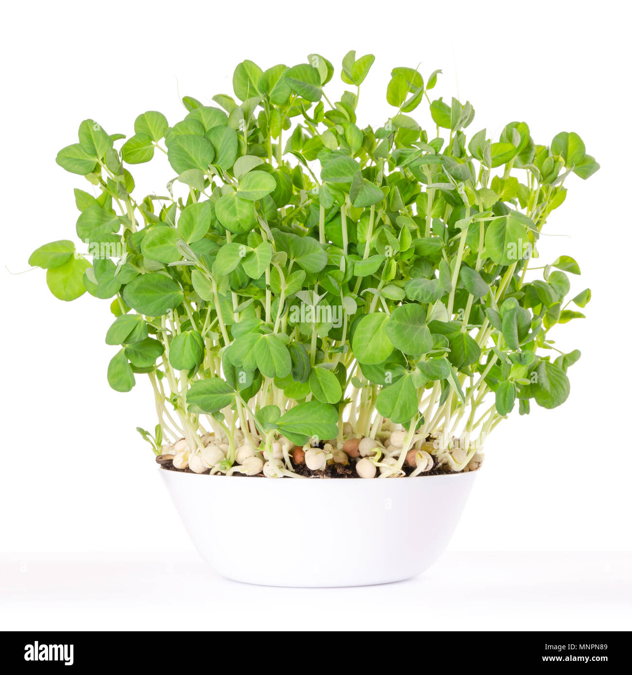 Snow pea microgreen in white bowl and potting compost. Shoots of Pisum sativum, mangetout or sugar peas. Young plants, seedlings and sprouts. Stock Photo