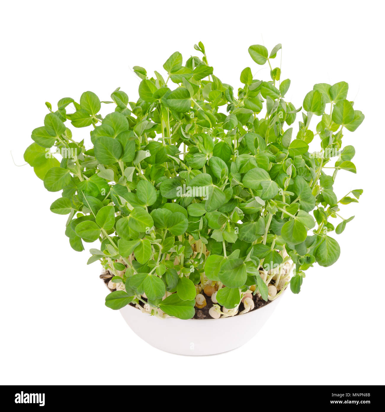 Snow pea microgreen in white bowl and potting compost from above. Shoots of Pisum sativum, mangetout or sugar peas. Young plants and seedlings. Stock Photo