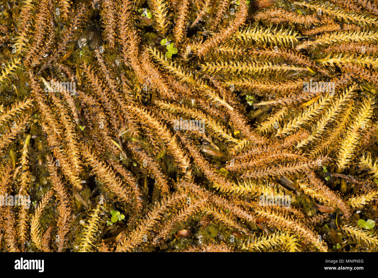 Silt-laden water rushing over a weir on the River Stour Blandford Dorset  England UK Stock Photo - Alamy