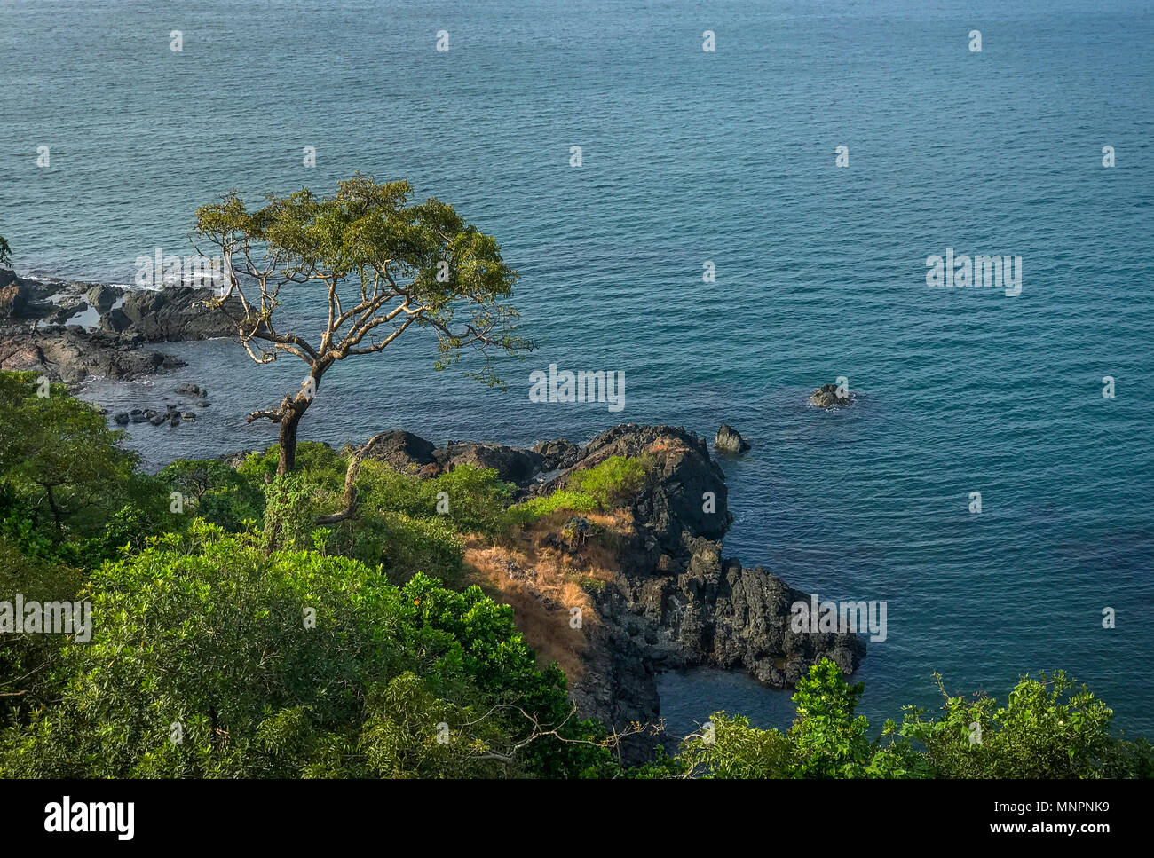 Beautiful view from Cabo de Rama fort. A tree standing tall on the rocks. Stock Photo