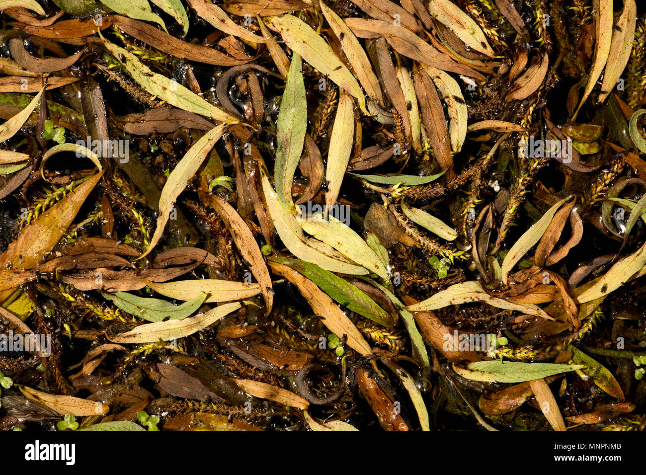 Willow leaves with hi-res stock photography and images - Alamy