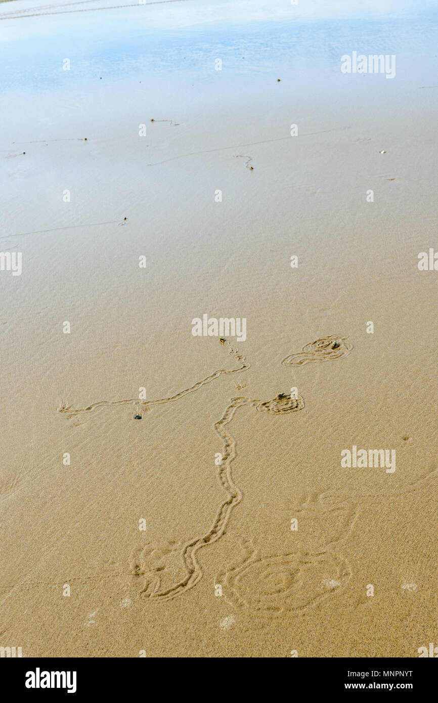 Sea snail tracks on Dwesa beach, Eastern Cape, South Africa Stock Photo