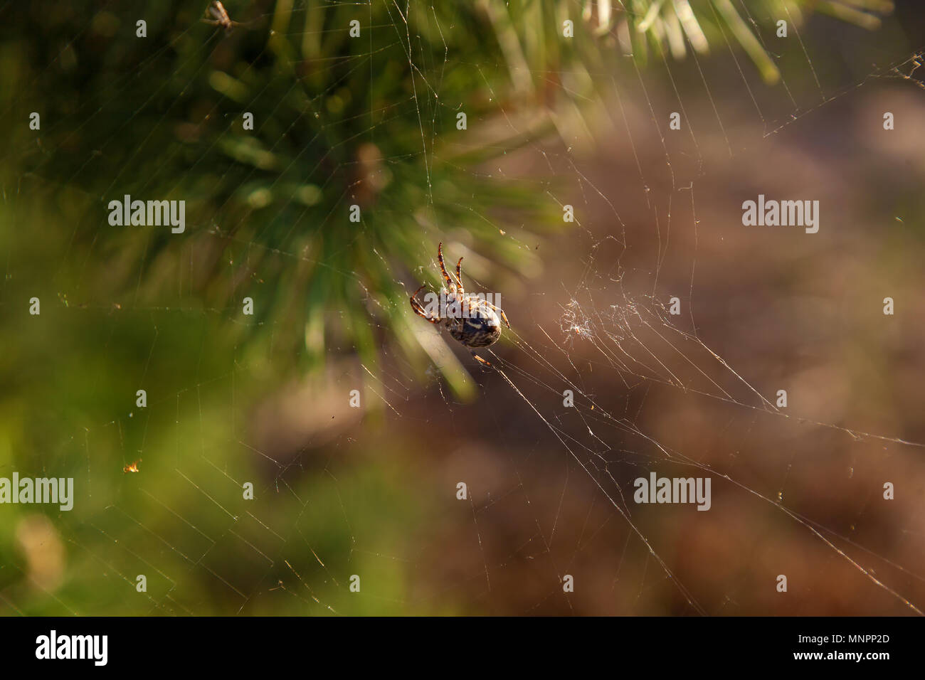 A spider weaves a web on a young pine tree. The web between the pine branches Stock Photo