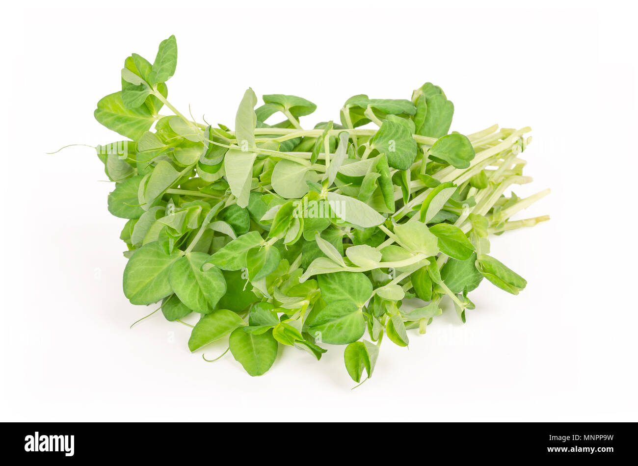 Bunch of snow pea microgreen on white background. Shoots of Pisum sativum, also called mangetout or sugar peas. Young plants, seedlings and sprouts. Stock Photo