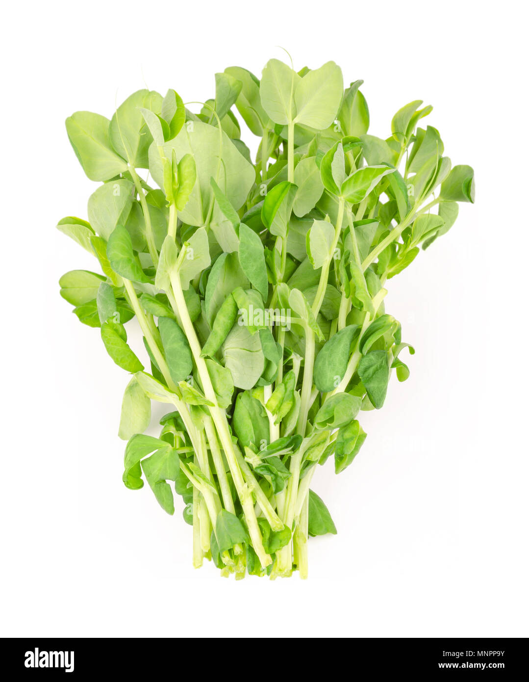 Bunch of snow pea microgreen on white background. Shoots of Pisum sativum, also called mangetout or sugar peas. Young plants, seedlings and sprouts. Stock Photo