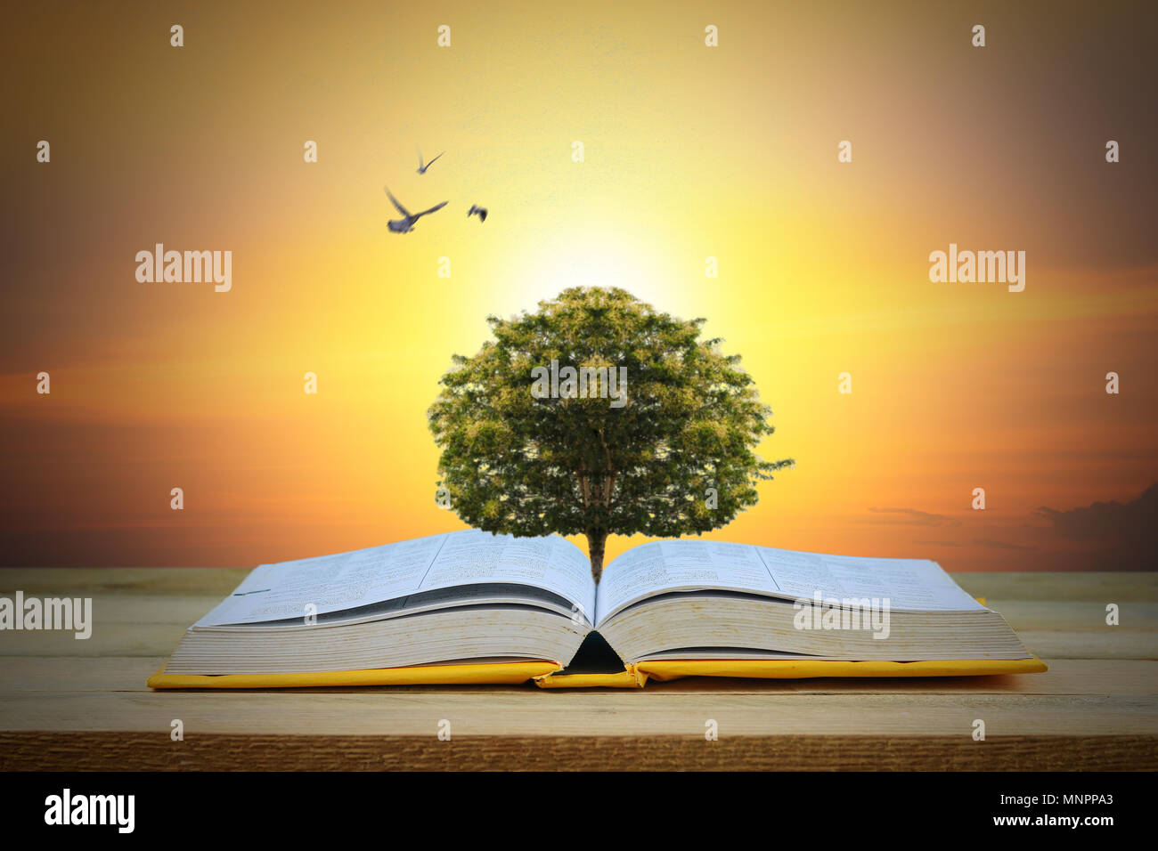 The Concept Of Education By Planting A Tree Of Knowledge In The Opening Of  An Old Book In The Library And The Magical Magic Of Light That Flies To The  Destination Of